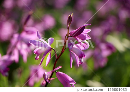 A splendid lily of the valley blooming in the early summer sunshine 126801083