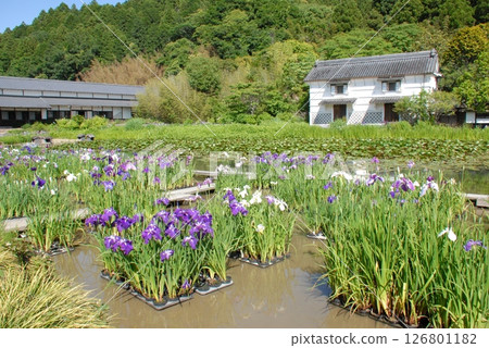 加茂莊花鳥園菖蒲花園（靜岡縣掛川市） 126801182