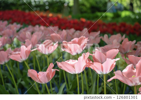 荷蘭庫肯霍夫的鬱金香田 荷蘭庫肯霍夫的鬱金香田 126801301