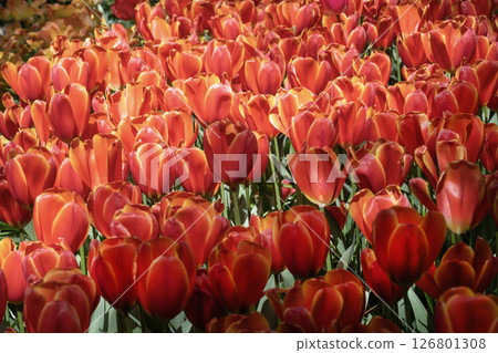 Tulip fields in Keukenhof, Netherlands Tulip fields in Keukenhof, Netherlands 126801308