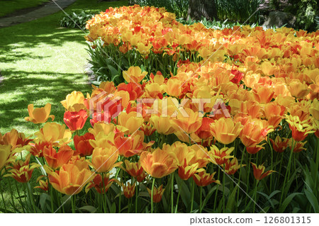 荷蘭庫肯霍夫的鬱金香田 荷蘭庫肯霍夫的鬱金香田 126801315