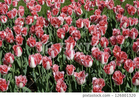 荷蘭庫肯霍夫的鬱金香田 126801320