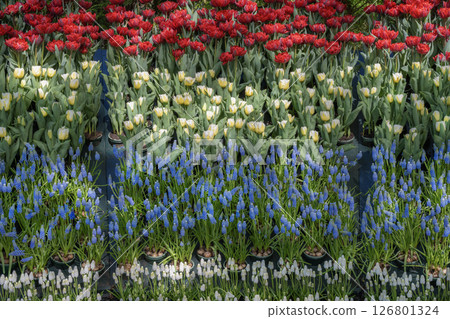 荷蘭庫肯霍夫的鬱金香田 荷蘭庫肯霍夫的鬱金香田 126801324