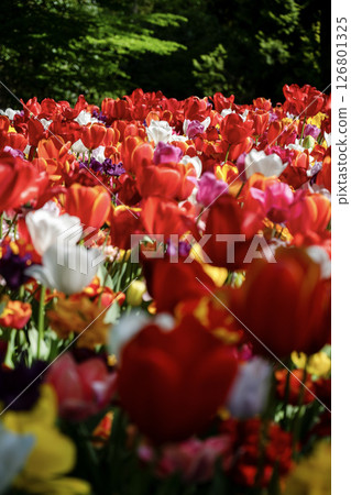 荷蘭庫肯霍夫的鬱金香田 126801325