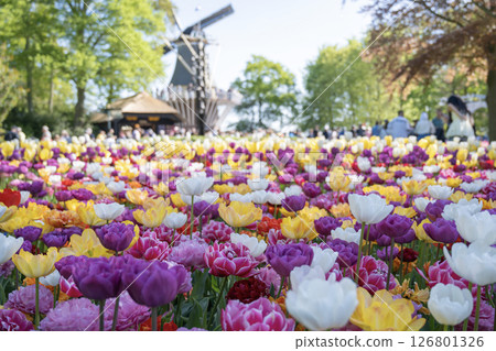 Tulip fields in Keukenhof, Netherlands 126801326