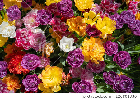 荷蘭庫肯霍夫的鬱金香田 126801330