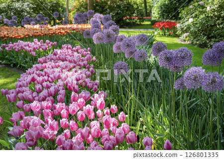 荷蘭庫肯霍夫的鬱金香田 126801335