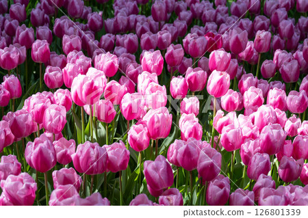Tulip fields in Keukenhof, Netherlands Tulip fields in Keukenhof, Netherlands 126801339