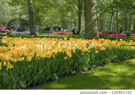 Tulip fields in Keukenhof, Netherlands Tulip fields in Keukenhof, Netherlands 126801342