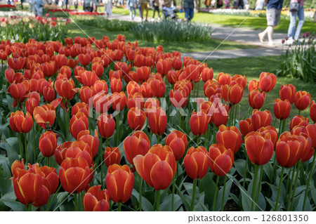 Tulip fields in Keukenhof, Netherlands 126801350