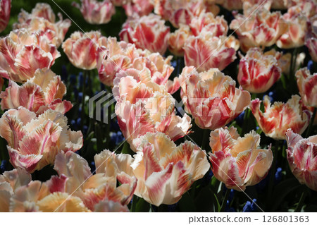 荷蘭庫肯霍夫的鬱金香田 荷蘭庫肯霍夫的鬱金香田 126801363