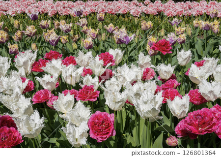 Tulip fields in Keukenhof, Netherlands 126801364