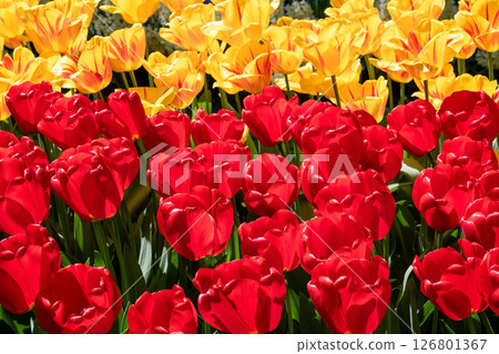 荷蘭庫肯霍夫的鬱金香田 荷蘭庫肯霍夫的鬱金香田 126801367