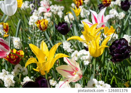 荷蘭庫肯霍夫的鬱金香田 荷蘭庫肯霍夫的鬱金香田 126801376