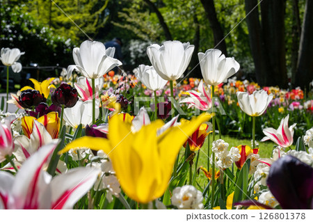 Tulip fields in Keukenhof, Netherlands 126801378