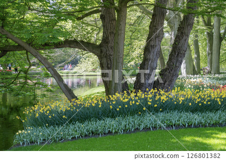 荷蘭庫肯霍夫的鬱金香田 荷蘭庫肯霍夫的鬱金香田 126801382