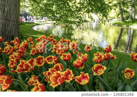 Tulip fields in Keukenhof, Netherlands Tulip fields in Keukenhof, Netherlands 126801388