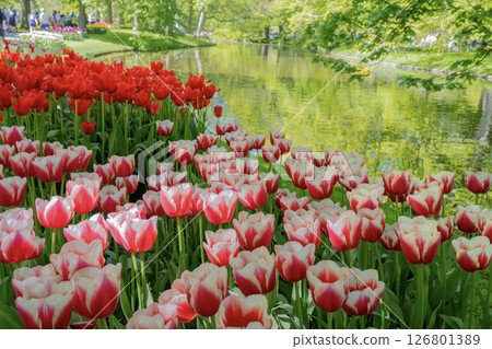 荷蘭庫肯霍夫的鬱金香田 荷蘭庫肯霍夫的鬱金香田 126801389
