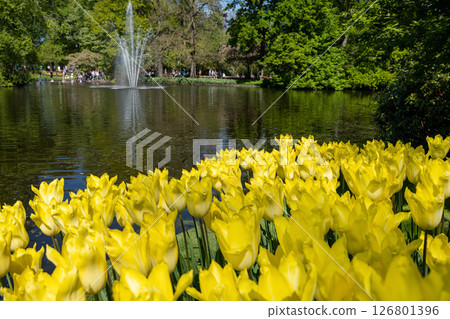 Tulip fields in Keukenhof, Netherlands 126801396