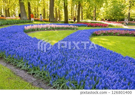 Tulip fields in Keukenhof, Netherlands 126801400