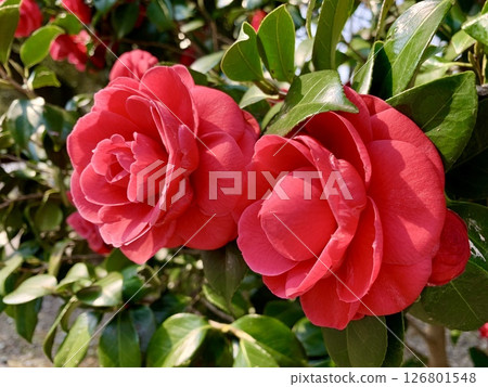 兩朵盛開的紅色山茶花（愛知縣岡崎市岡崎城公園） 126801548