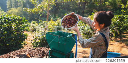woman is picking fruit from a tree and putting it into a green container woman is picking fruit from a tree and putting it into a green container 126801659