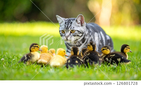 美國短毛貓和小鴨 126801728