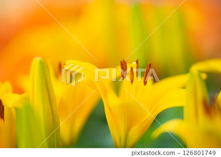 Blooming flowers, the rhythm of early summer 126801749