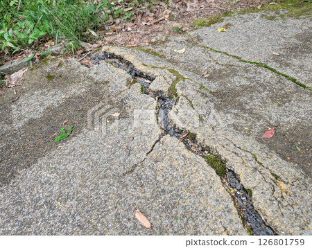 Pavement pushed up by tree roots 126801759