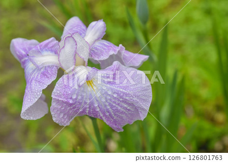 初夏花卉:鳶尾花 初夏花卉:鳶尾花 126801763