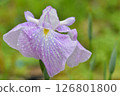 Early summer flower: iris 126801800