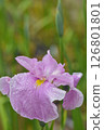 Early summer flower: iris 126801801