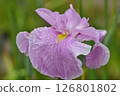 Early summer flower: iris 126801802