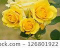 Early Summer Gardening: Rose Flowers 126801922