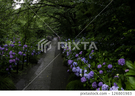 Road with hydrangea 126801983