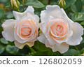 Early Summer Gardening: Rose Flowers 126802059