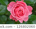Early Summer Gardening: Rose Flowers 126802060