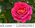 Early Summer Gardening: Rose Flowers 126802061