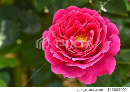 Early Summer Gardening: Rose Flowers Early Summer Gardening: Rose Flowers 126802061