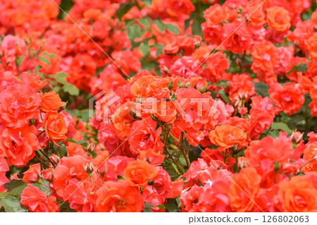 Early Summer Gardening: Rose Flowers Early Summer Gardening: Rose Flowers 126802063