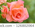 Early Summer Gardening: Rose Flowers 126802064