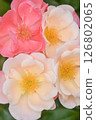 Early Summer Gardening: Rose Flowers 126802065
