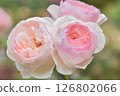 Early Summer Gardening: Rose Flowers 126802066