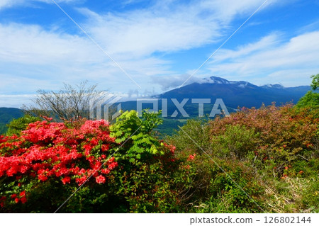 淺間山和淺間隱嶽山頂的杜鵑花 淺間山和淺間隱嶽山頂的杜鵑花 126802144