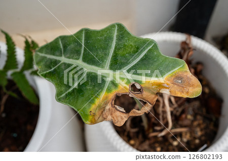 Alocasia amazonica Polly plants with leaf blight disease. Yellowing foliage is one of the most common signs of this issue such as overwatered. Alocasia amazonica Polly plants with leaf blight disease. Yellowing foliage is one of the most common signs of this issue such as overwatered. 126802193