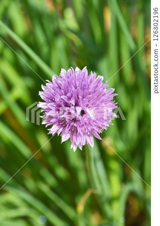 Chives at Nagai Botanical Garden 126802196