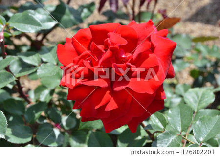 長井植物園的 Kaltenzauber 126802201