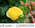 Yellow rose 126802204