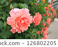 Rose of pink color 126802205