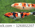 Nishikigoi swimming in the pond 126802207
